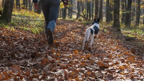 In slow motion, a man with a dog on a leash running through the foliage in the autumn forest alt