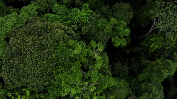 Aerial top view of tree canopy from tropical forest in the Amazon of Ecuador alt