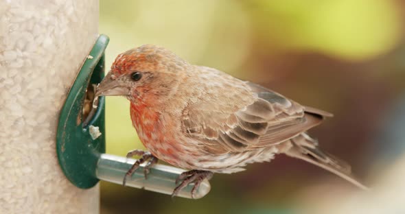 Small Red Head Sparrow Sits on Bird Feeder in the Green Garden alt