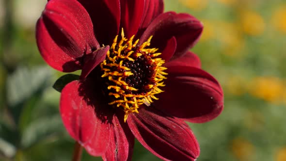 Dark red petals dahlia flower in the garden 4K 2160p UltraHD footage - Beautiful Dahlia Bishop of Au alt