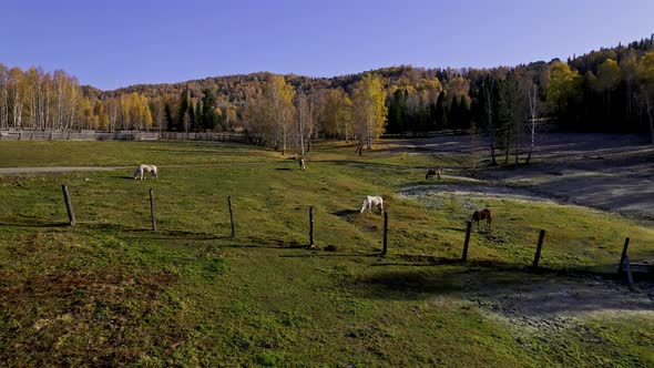 Horses on the slopes of the Altai Mountains