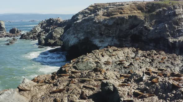 Beautiful slowly panning aerial drone shot of a large group of seals on ocean rocks in the sunshine, alt