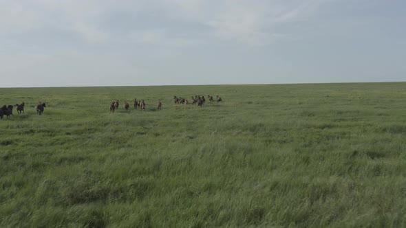 Wild Horses Running Dust From Under the Hooves alt