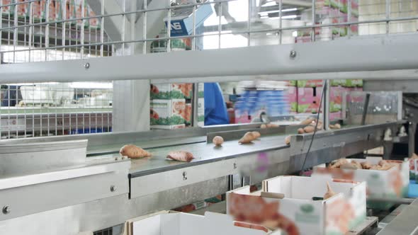 Automatic robot packing sweet potatoes from a conveyor belt to a box in a sorting facility