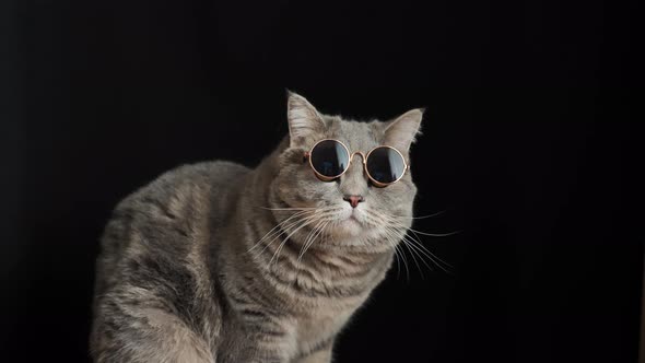 The cat in black sun glasses, breed Scottish straight alt