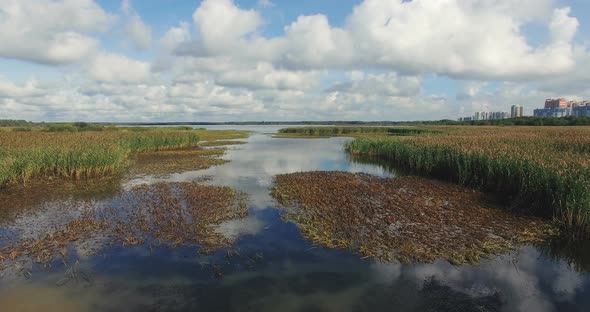Reflective Surface Of Water With Plants And Reeds alt