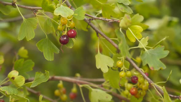 Ripe and unripe currant berries on a branch.