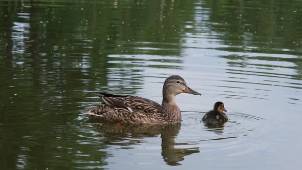 Mallard Female with Little Duckling Swim in Lake alt