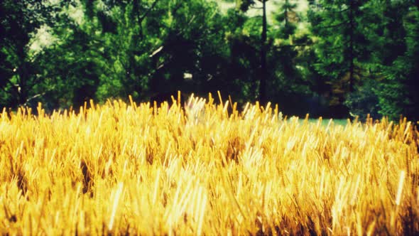 Scene of Sunset or Sunrise on the Field with Young Rye or Wheat in the Summer alt