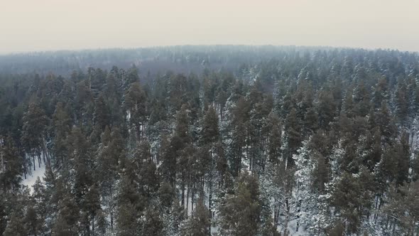 Application Shot for a Winter Pine Forest on a Foggy Day