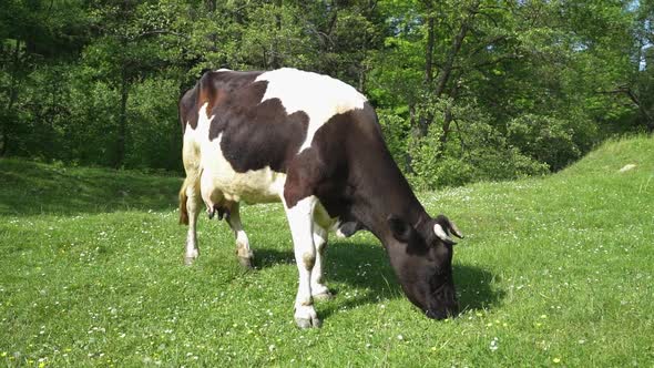 Black and white cow eating grass outside