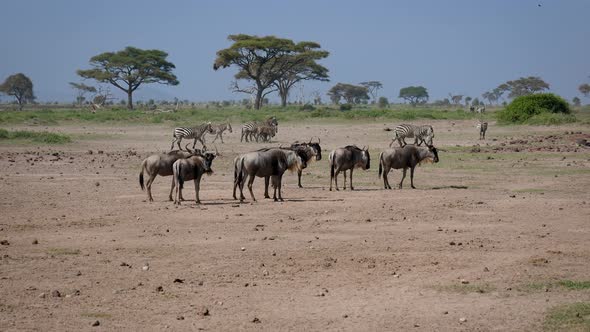 Herd Of Wildebeest Antelopes And Zebras On Dusty Trampled Pasture In Africa alt