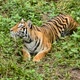 bengal tiger in a forest atmosphere - VideoHive Item for Sale