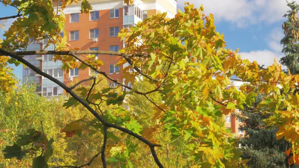 Apartment house and maple tree in autumn alt