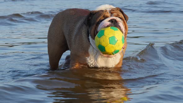 English Bulldog Playing With Ball in the Sea Water