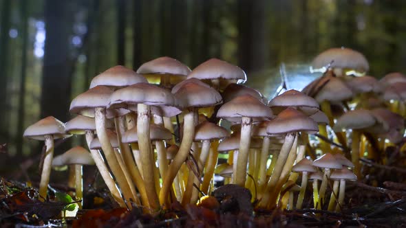 Close up dolly slide of toxic mushroom group in wet forest with sunlight in background. alt