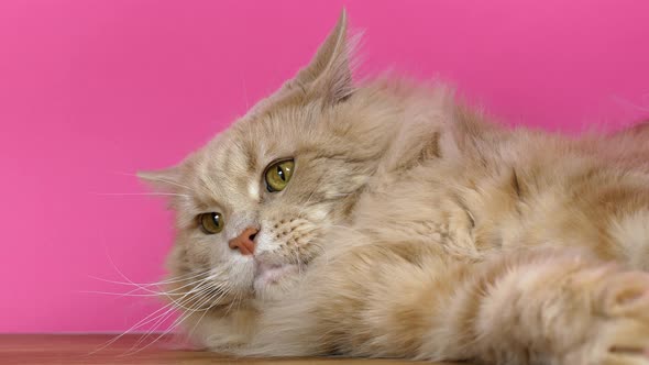 The beautiful red Maine Coon cat is resting on a pink background. Maine Cooncot poses for the camera alt