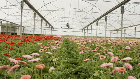 Gerbera flowers in many colors growing inside a large greenhouse alt