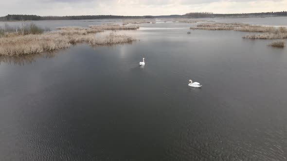 White Swans Swim in the Lake