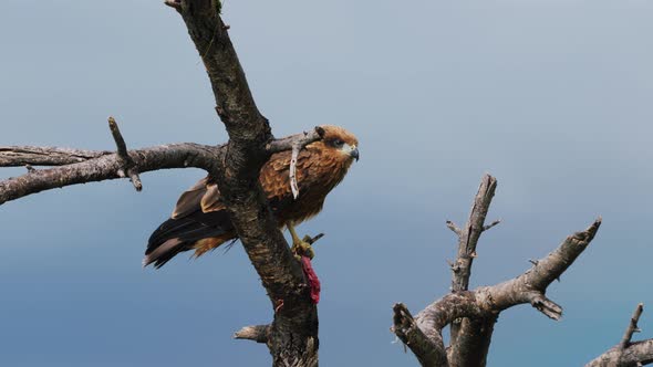 Black Kite Bird Perching On The Branch Against Blue Sky In Central Kalahari Game Reserve, Botswana - alt
