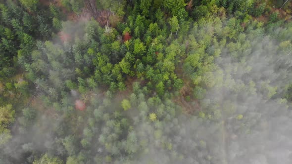 Flying over a forest looking through the clouds alt