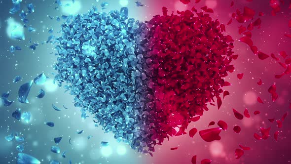 Red and Blue Rose Flower Falling Petals Love Heart Wedding Background Loop HD