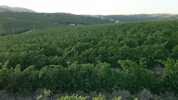 Large Vineyard Field in the Summer at Sunset