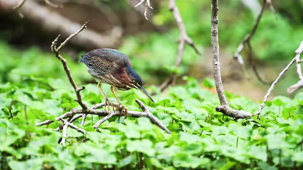 Costa Rica Wildlife Bare Throated Tiger Heron (tigrisoma mexicanum) Fishing in a River Catching Fish alt