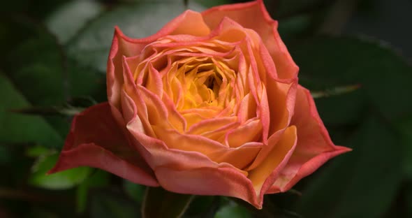Orange Rose Growing Blossom From Bud To Big Flower on Green Leaves Background