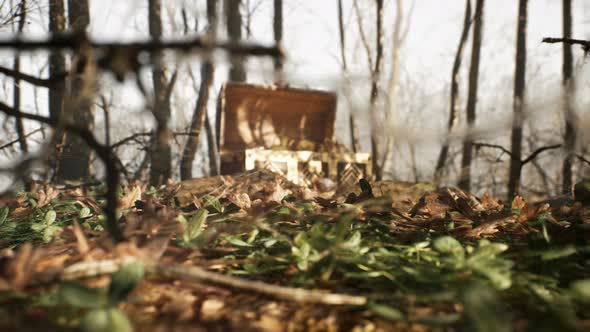 Treasure Chest In The Forest