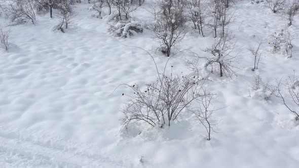 Ascending above snowed vegetation 4K  aerial video alt