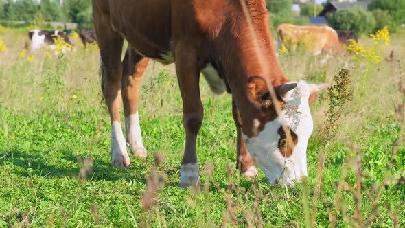 A Brown Young Bull Eats Grass in a Meadow on a Sunny Day