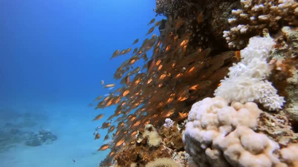 Fish Hunting Glass-Fish alt