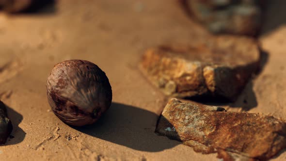 Coconut on Sand Beach at Sunset alt