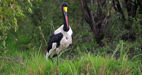 Saddle-billed Stork, Ephippiorhynchus senegalensis, Masai Mara Park in Kenya, Real Time 4K alt