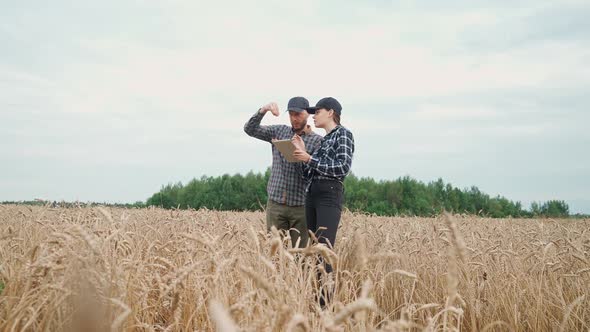 Woman and Man Farmers Stands in the Field of Rye and Looks at the Ears of Rye and Seeds alt