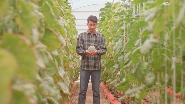 Asian Farmer Holding Melon And Smiles To Camera In Green House Of Melon Farm alt