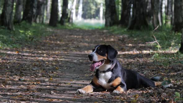 Dog in the Spring Forest