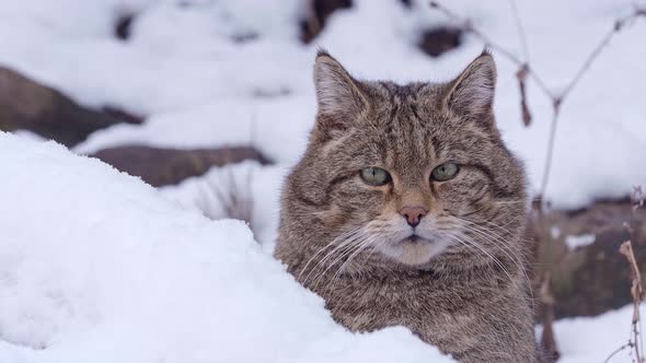 European Wild Cat (Felis silvestris) in winter