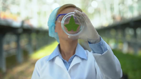 Biology Scientist Looking at Plant Sample Conducting Selective Breeding Research