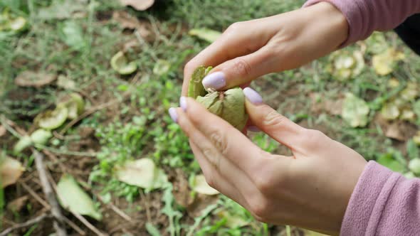 Female Farmer Hands Cleans Walnuts Harvest alt