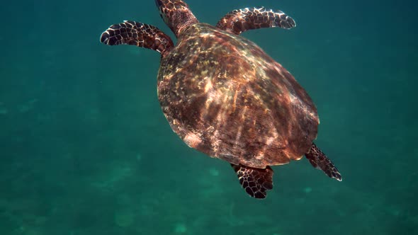 Hawksbill Sea Turtle at the Thailand Seen While Diving and Snorkeling Underwater alt