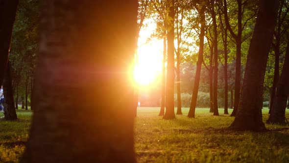 Rays of the Sun Make Their Way Between the Trunks of Trees in a Public Park at Sunset in Summer alt