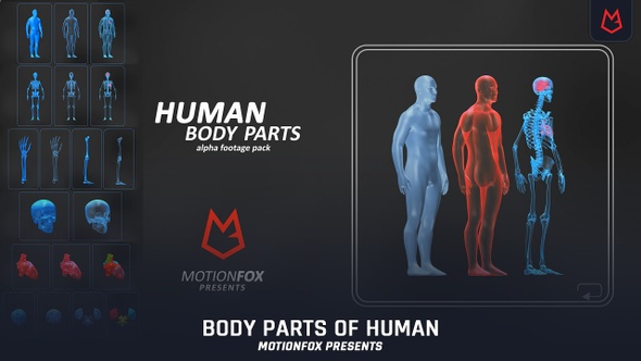 Human Body Parts With Alpha