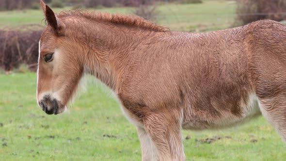 Young stallion with wet fur after a rainy day walks through the meadow. alt