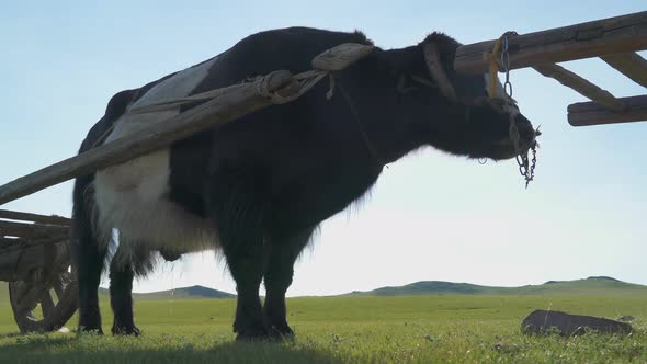 Traditional Tumbrel and Black Yak Steer in Rural Meadow alt