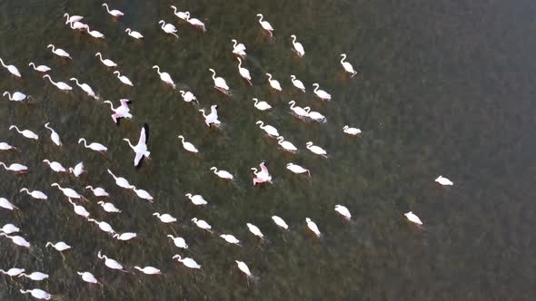 Greater flamingos wading and filter feeding in lake, aerial bird's eye view alt