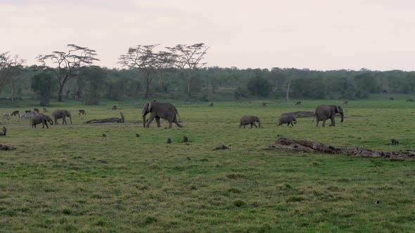 Herd Of African Elephants Antelopes Monkeys Zebras Graze On A Green Meadow alt