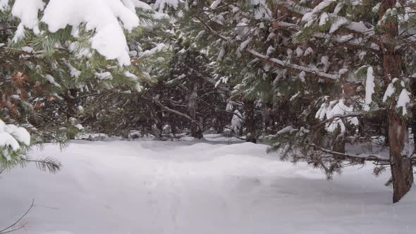 Snowfall at the Green Pine Forest