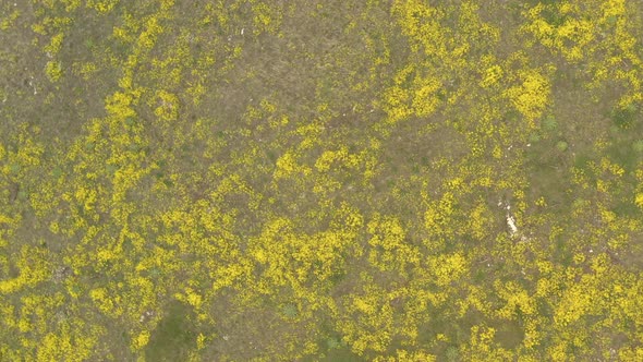 Evergreen perennial flower Alyssum Aurinia saxatilis flower in natural habitat 4K aerial footage alt